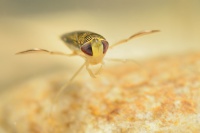 Klestanka zdobena - Sigara lateralis 1068